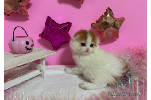 成約済の大阪府のスコティッシュフォールド-68371の3枚目